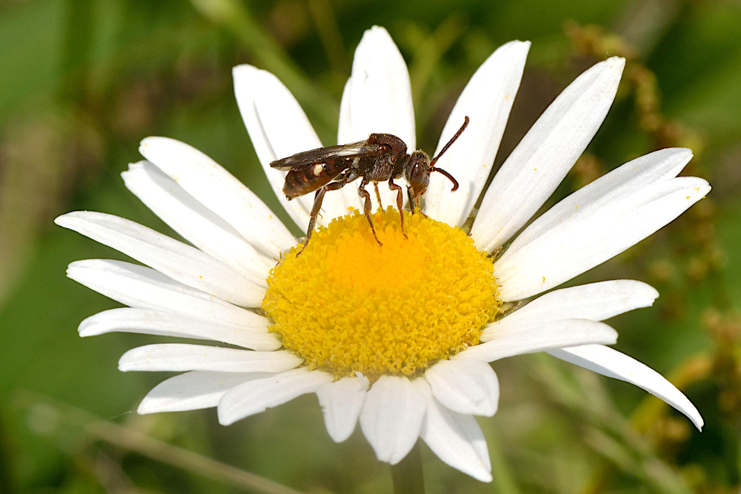 Abeille du genre Nomada – Photo : Gil Miranda