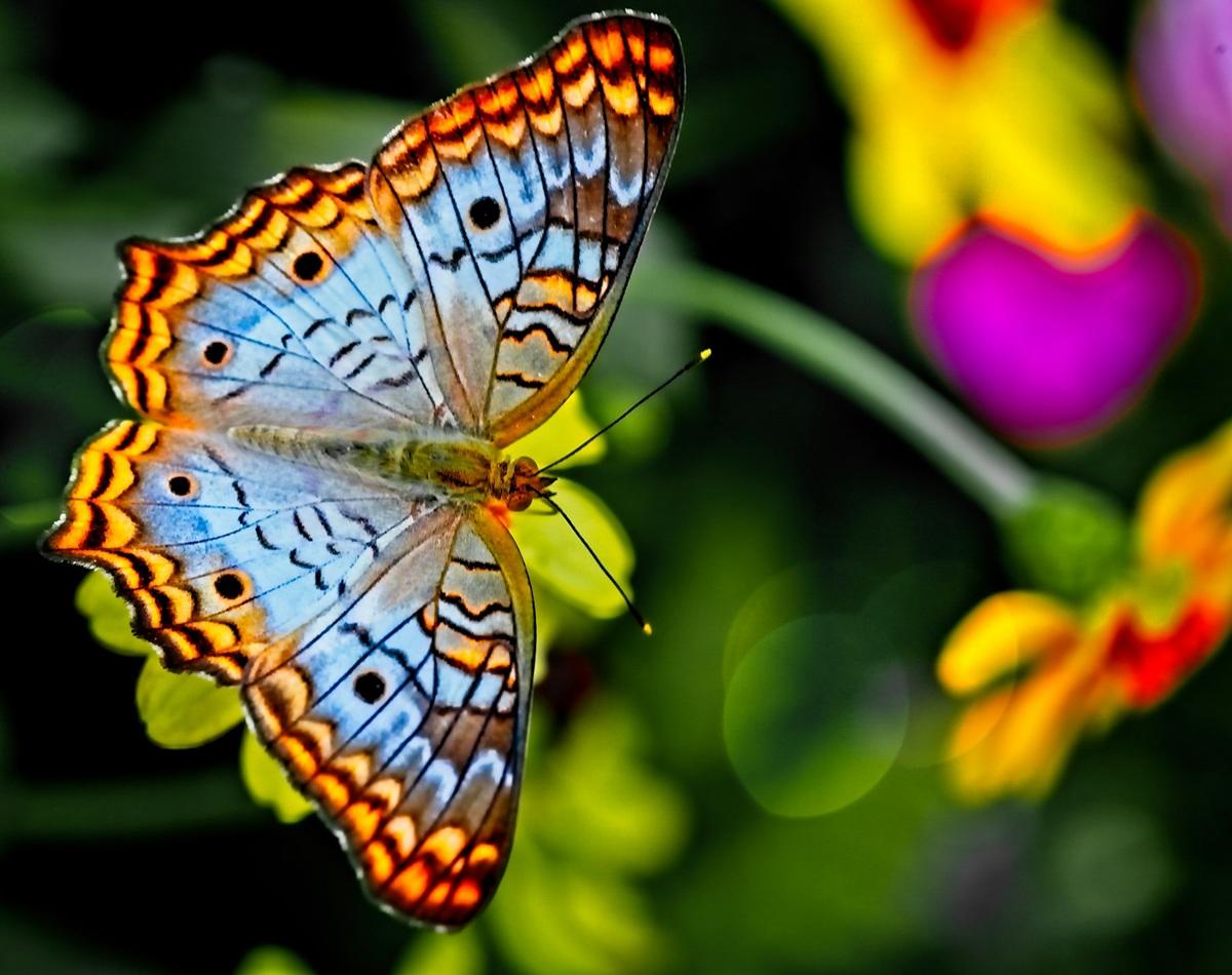Papillon coloré
