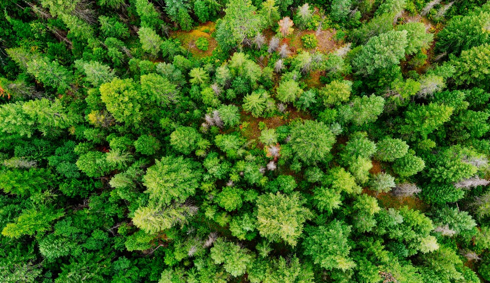 Forest