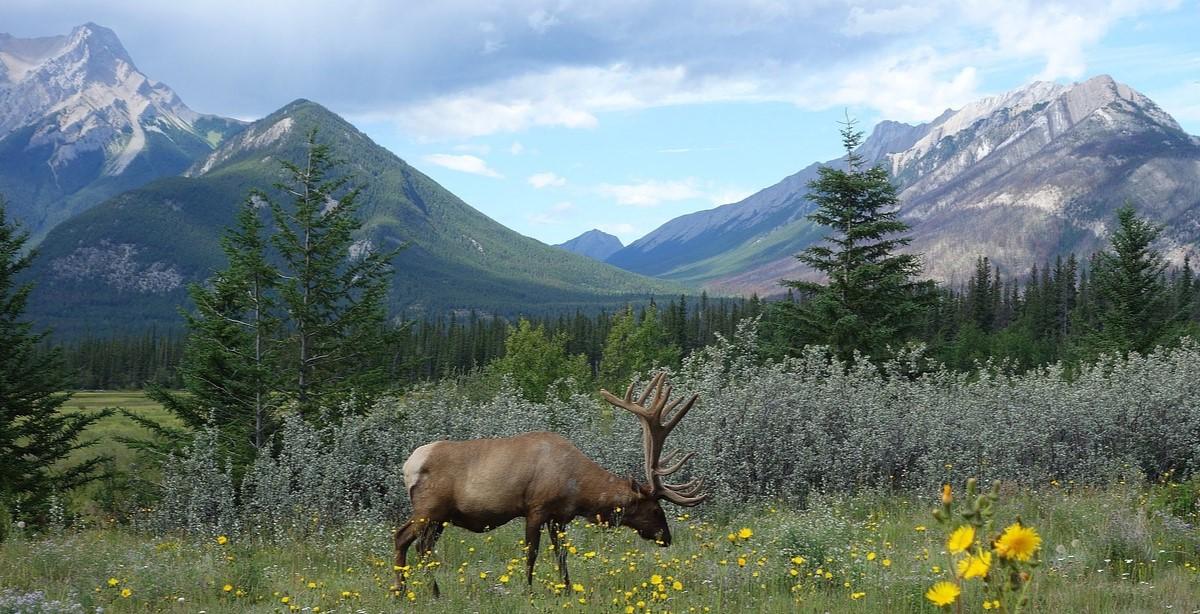 Un caribou dans un champs avec des montagnes à l'arrière
