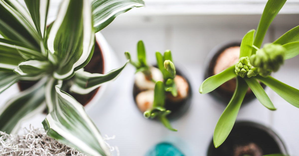 Une variété de plantes