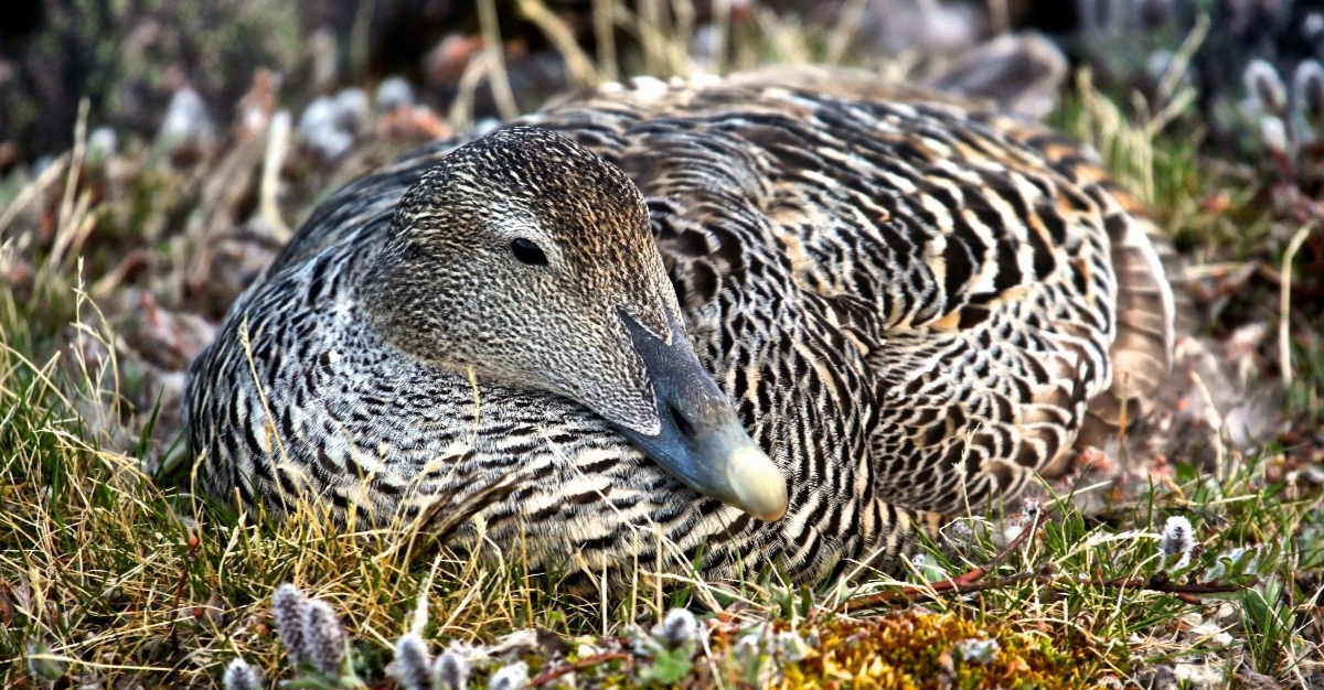 Eider à duvet dans son nid