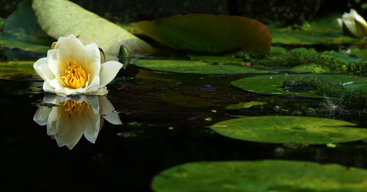 Nénuphar flottant sur un étang