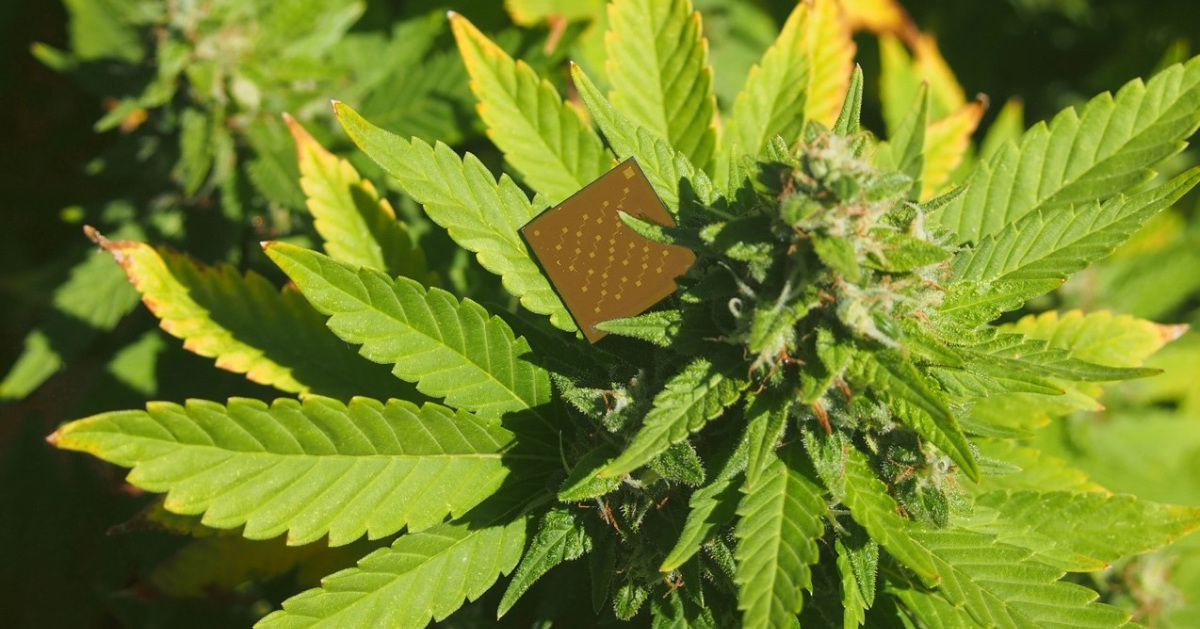 Un plant de cannabis avec un capteur permettant de mesurer le ratio de THC et CBD