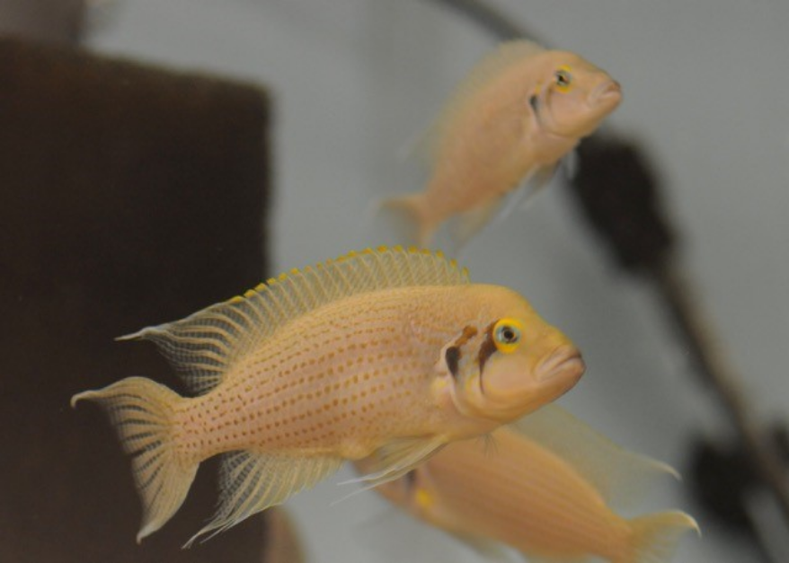 Trois poissons orange