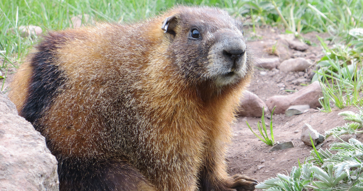 Femelle marmotte à ventre jaune 