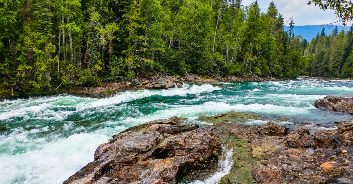 Rivière traversant une forêt