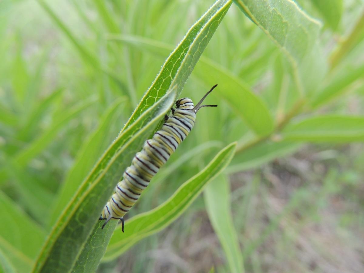 Une chenille de monarque