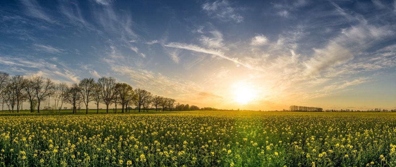 Lever de soleil sur un champ de fleurs