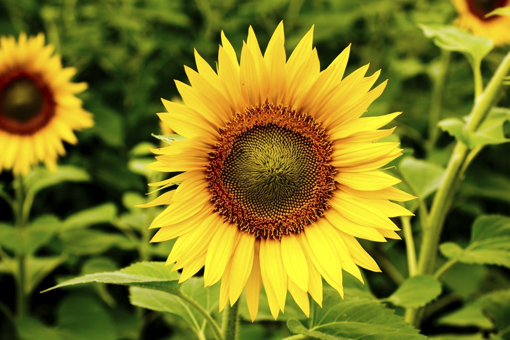 Picture of a sunflower