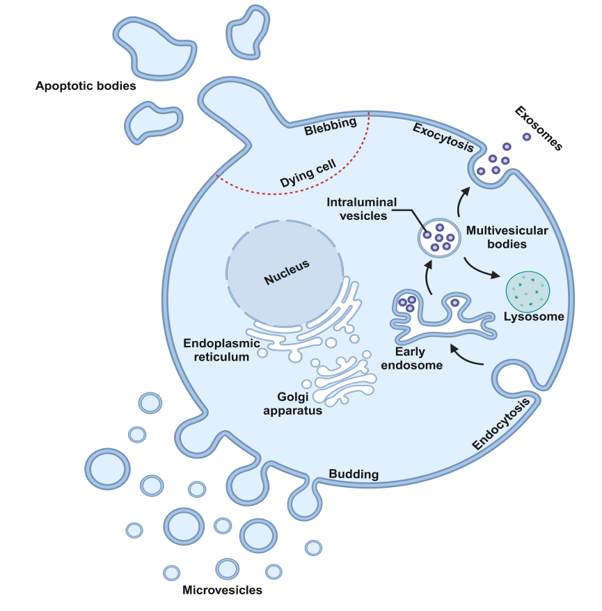 Biogenèse des sous-types de vésicules extracellulaires (VE)