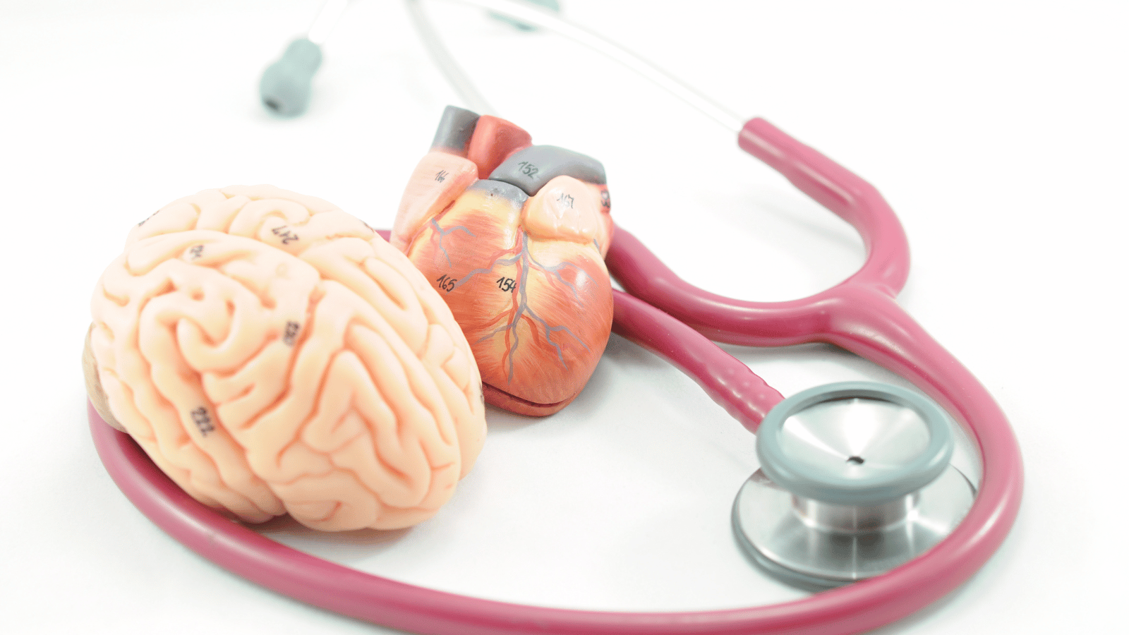 Modèles de cerveau et de cœur avec un stéthoscope.