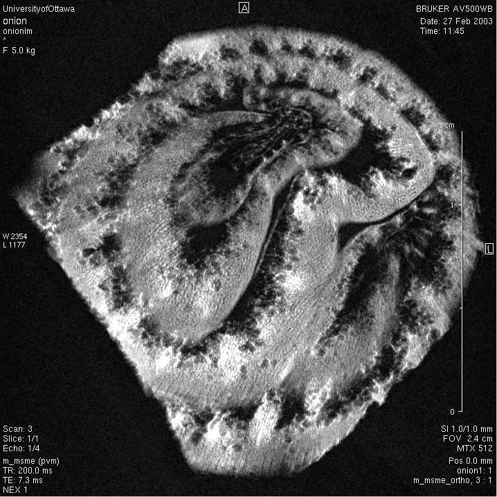 Onion nmr image