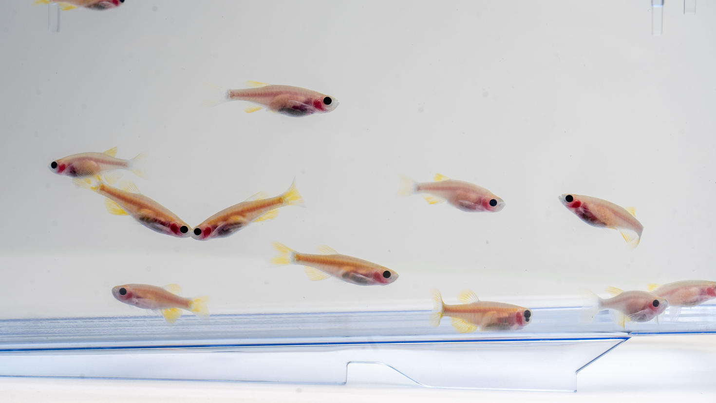Multiple fishes