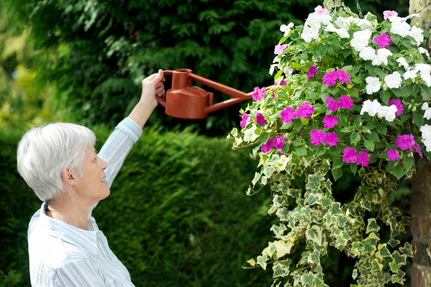 personne arrosant les plantes