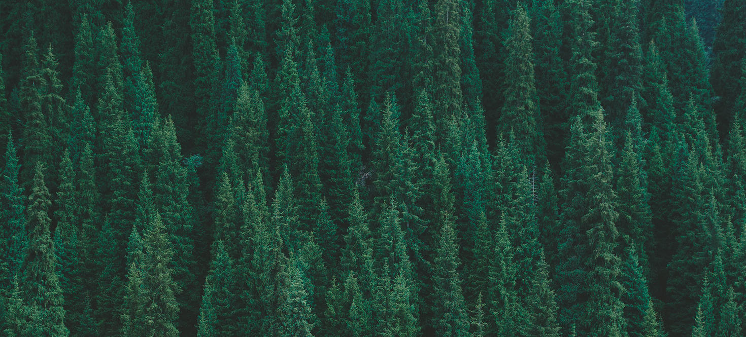 A forest of pine trees.