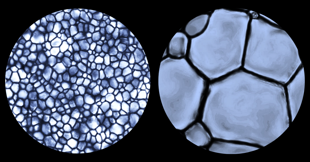 Des cristaux de glace à l'échelle d'un microscope ; petits cristaux de glace à gauche, et plus gros cristaux de glace à droite.