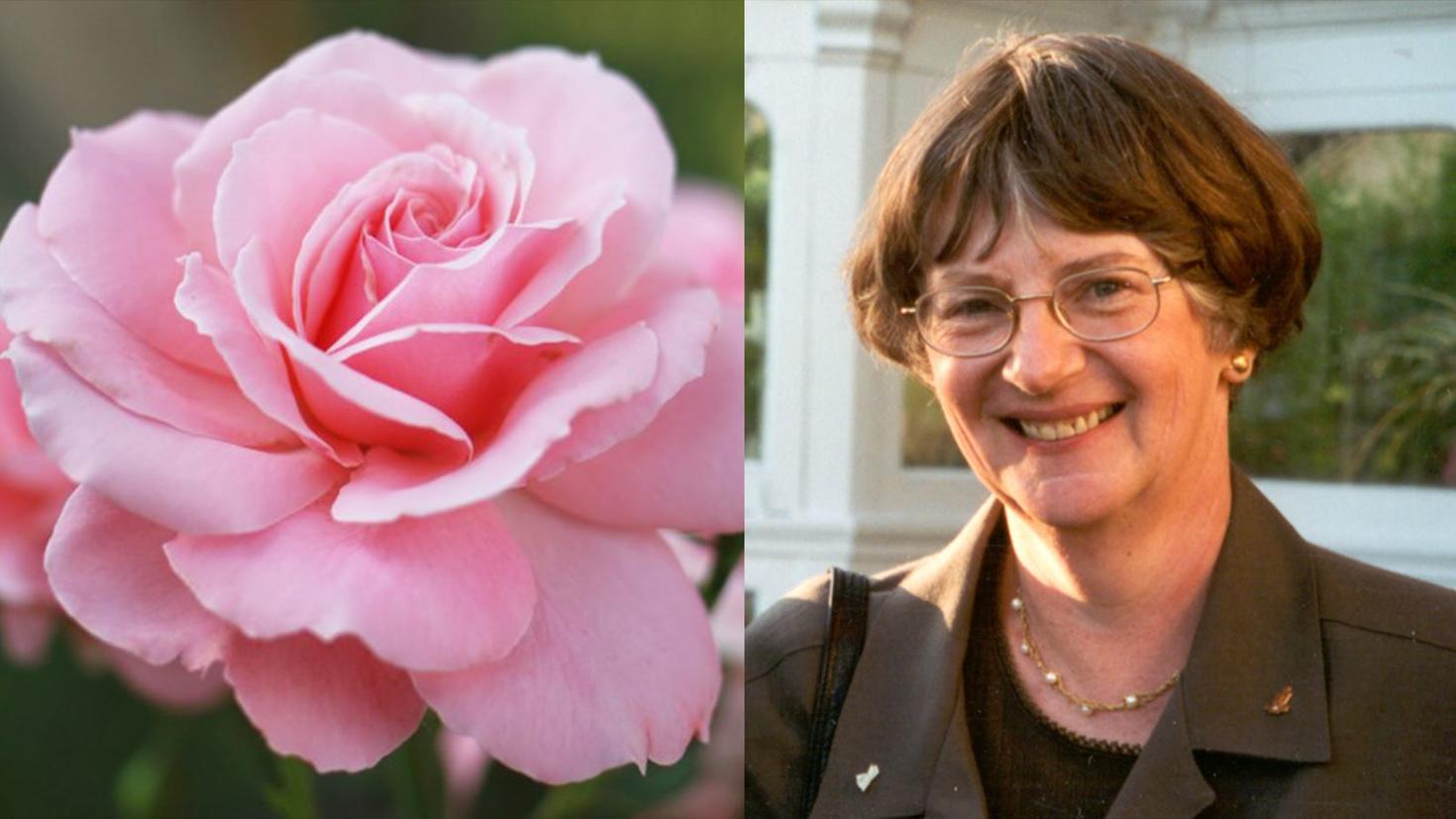 Décès de Mariel O'Neill-Karch : rose, sur la gauche et portrait, sur la droite.