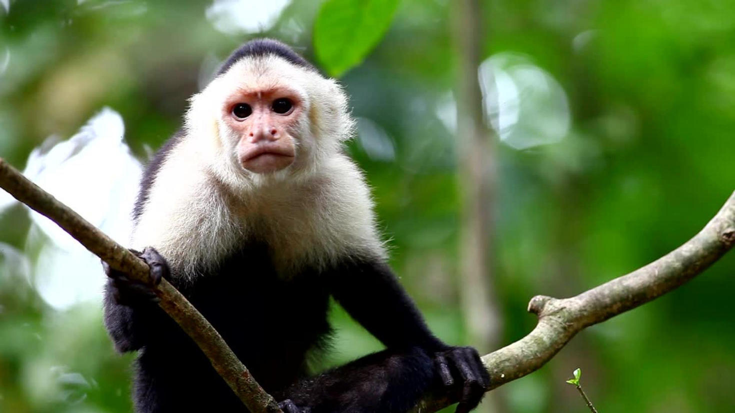 Singe capucin à face blanche