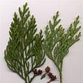 Cedar