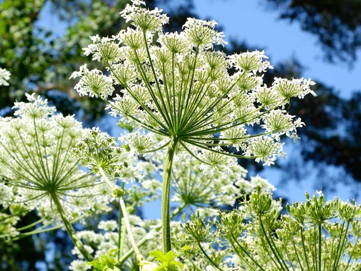 Angelica Root