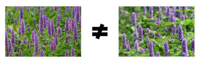 Korean Mint and Hyssop Hydrosols