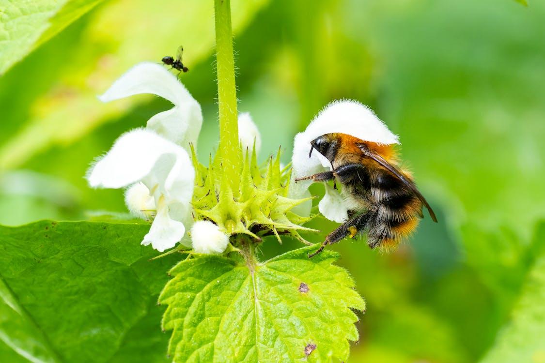 Gros plan d’un bourdon qui pollinise une fleur blanche – Photo : pexels.com