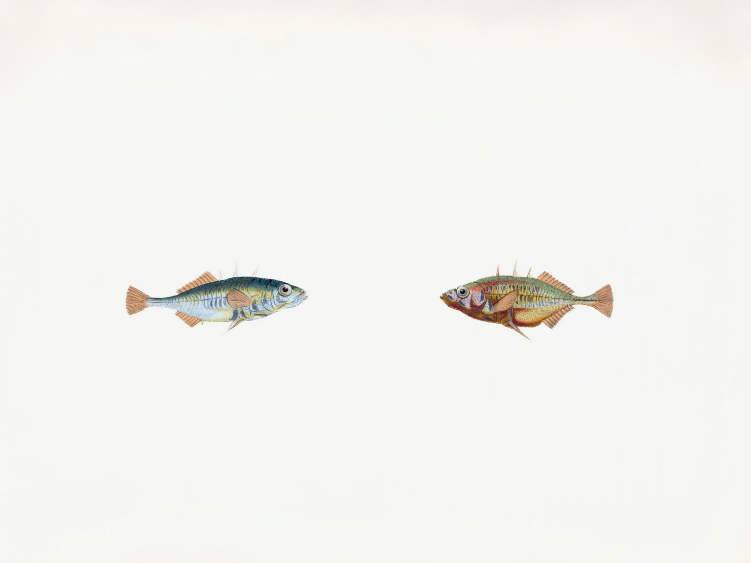 Illustration de deux épinoches à trois épines se faisant face sur un fond blanc.