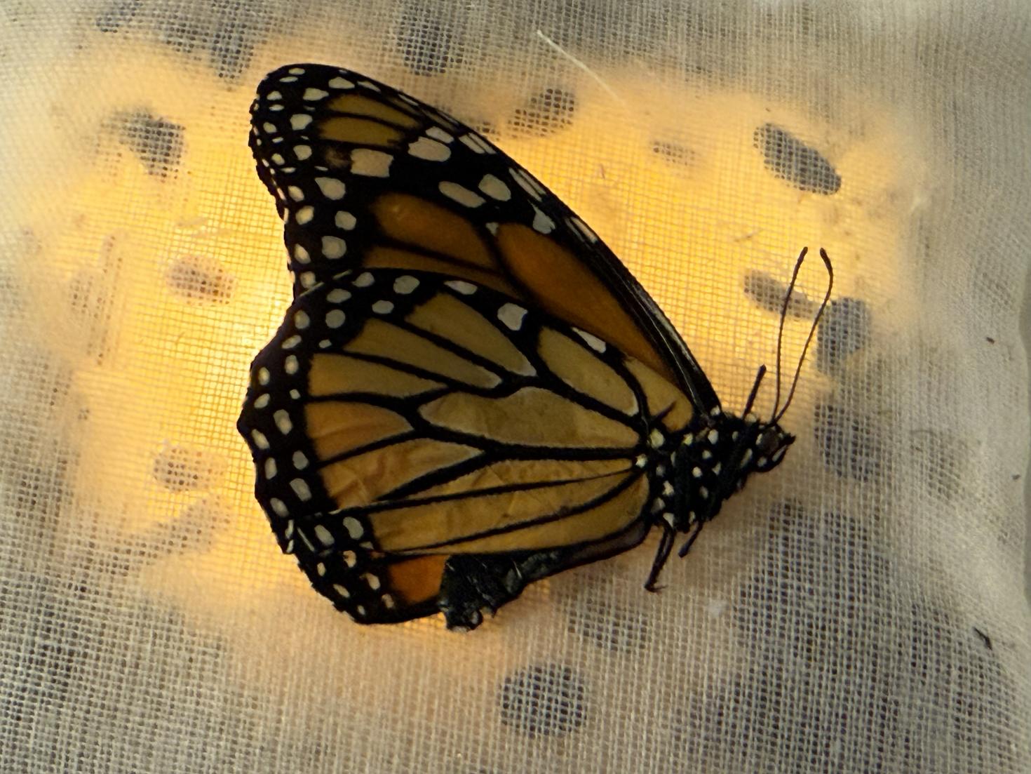 Papillon naturalisé. Photo : Valérie Chartrand.