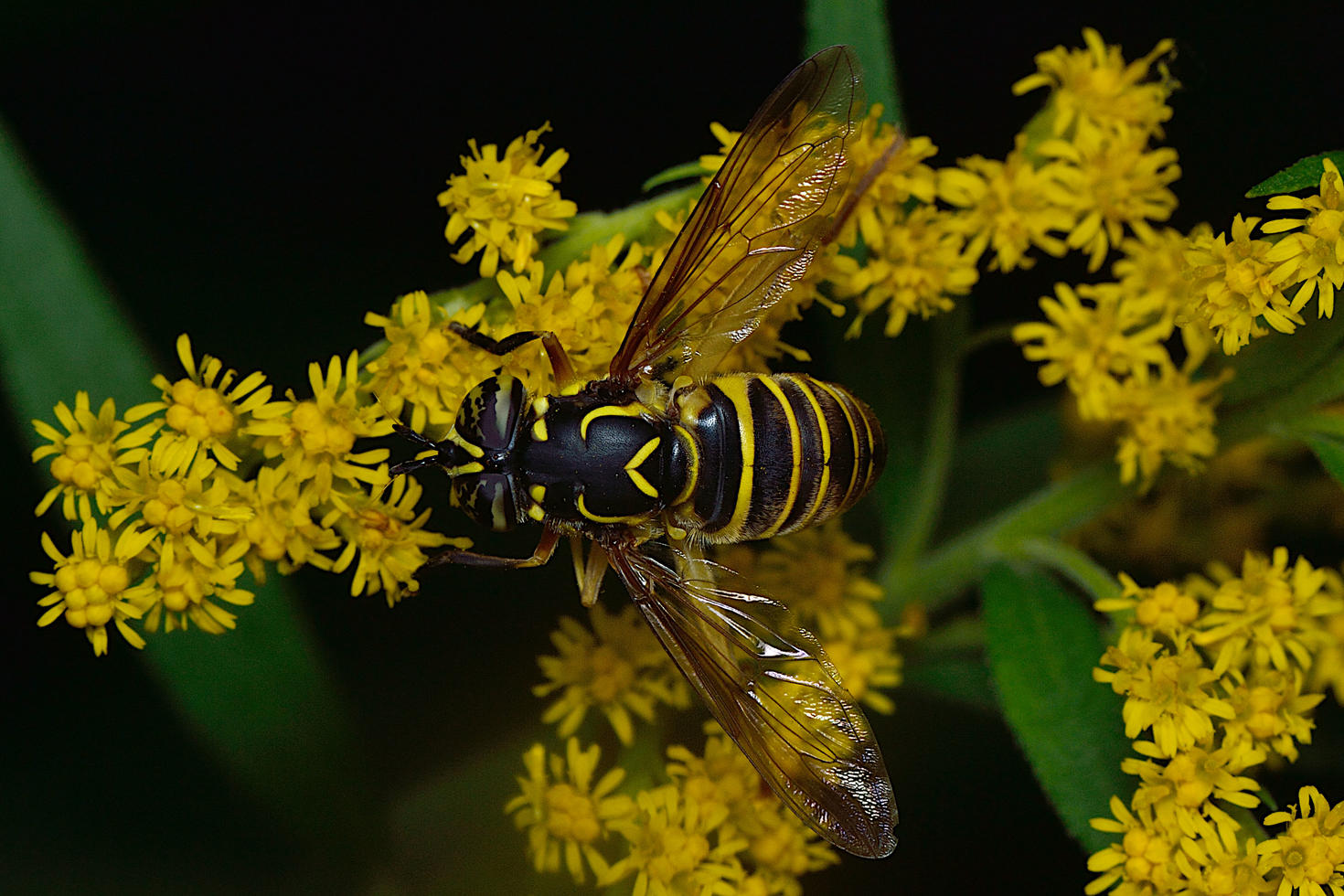 Syrphe à antennes longues (Spilomyia longicornis) – Photo: Gil Miranda
