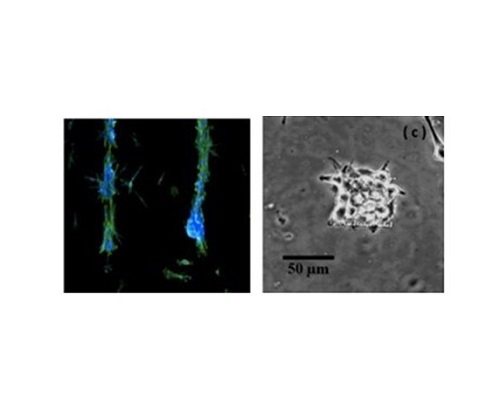 Images of patterned cell growth 