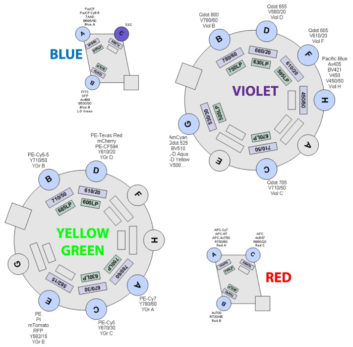 Fortessa Configuration: 4 Lasers – 16 colours