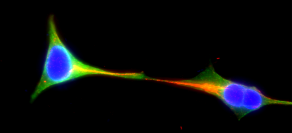 Cell-to-Cell communication: “The first kiss”