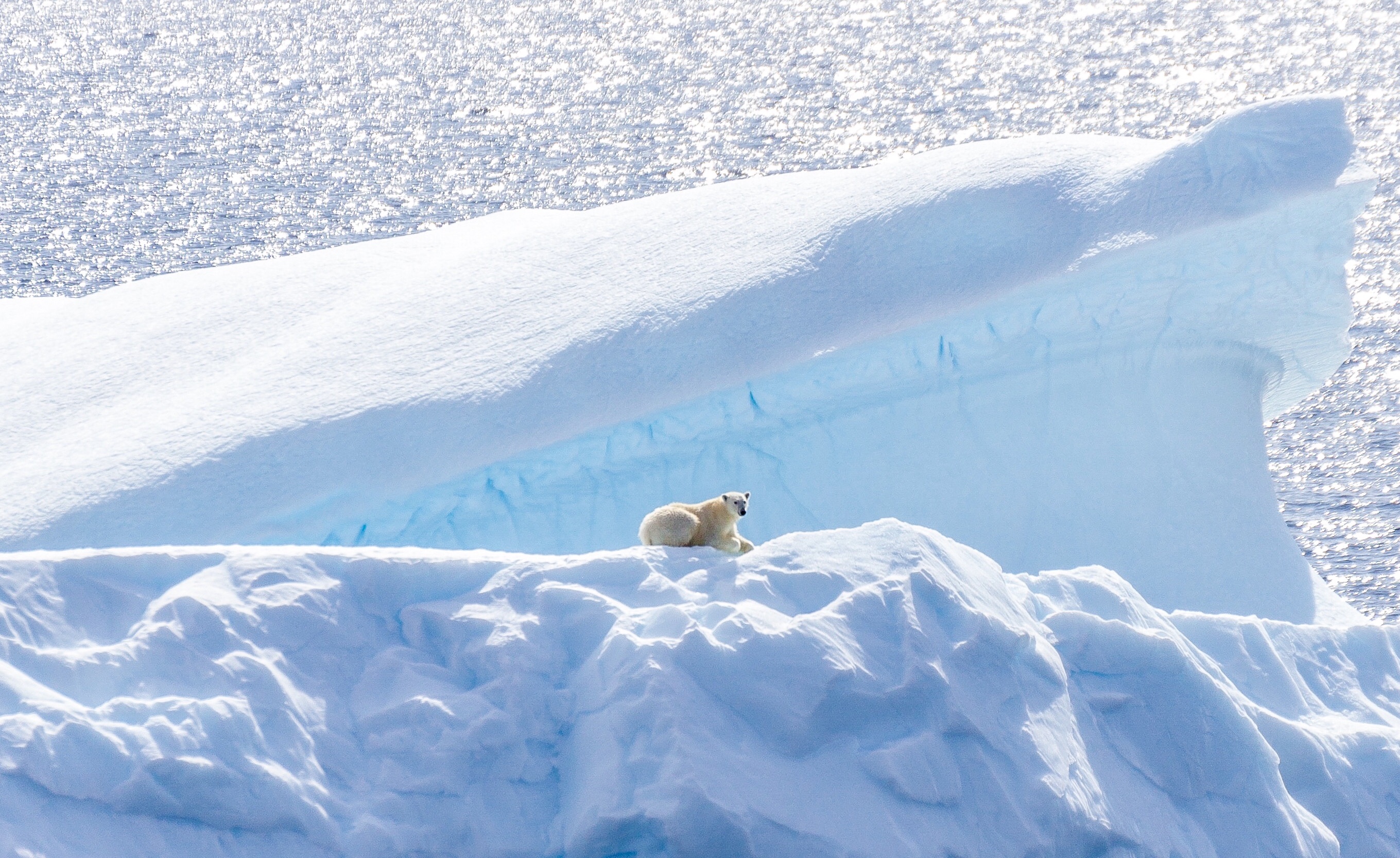 Polar bear on an ice flow