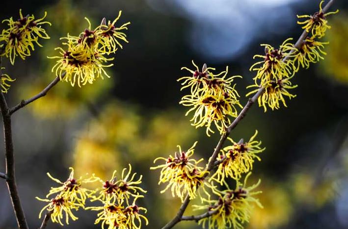 Witch Hazel