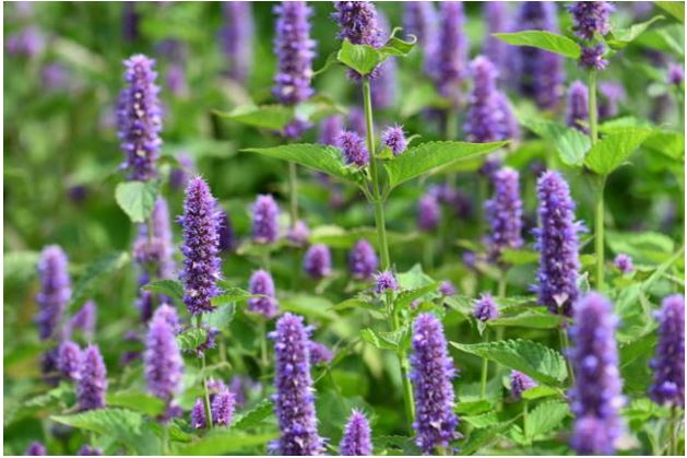 Hyssop