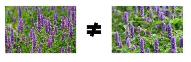 Hyssop and Korean Mint
