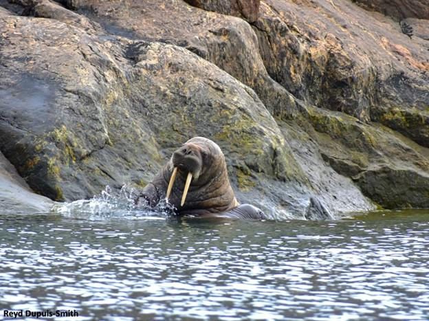 Walrus