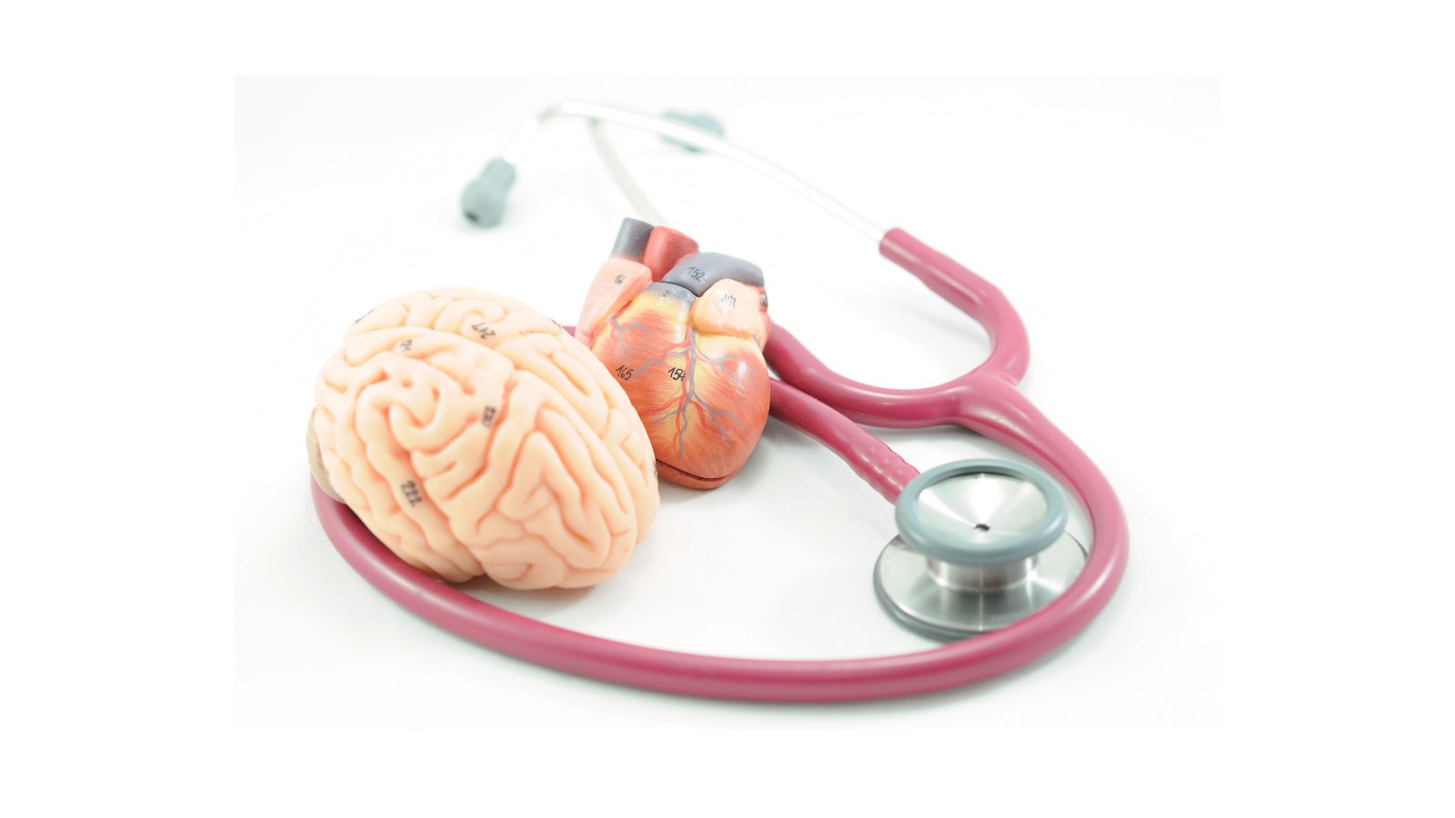 Brain and Heart with a stethoscope.