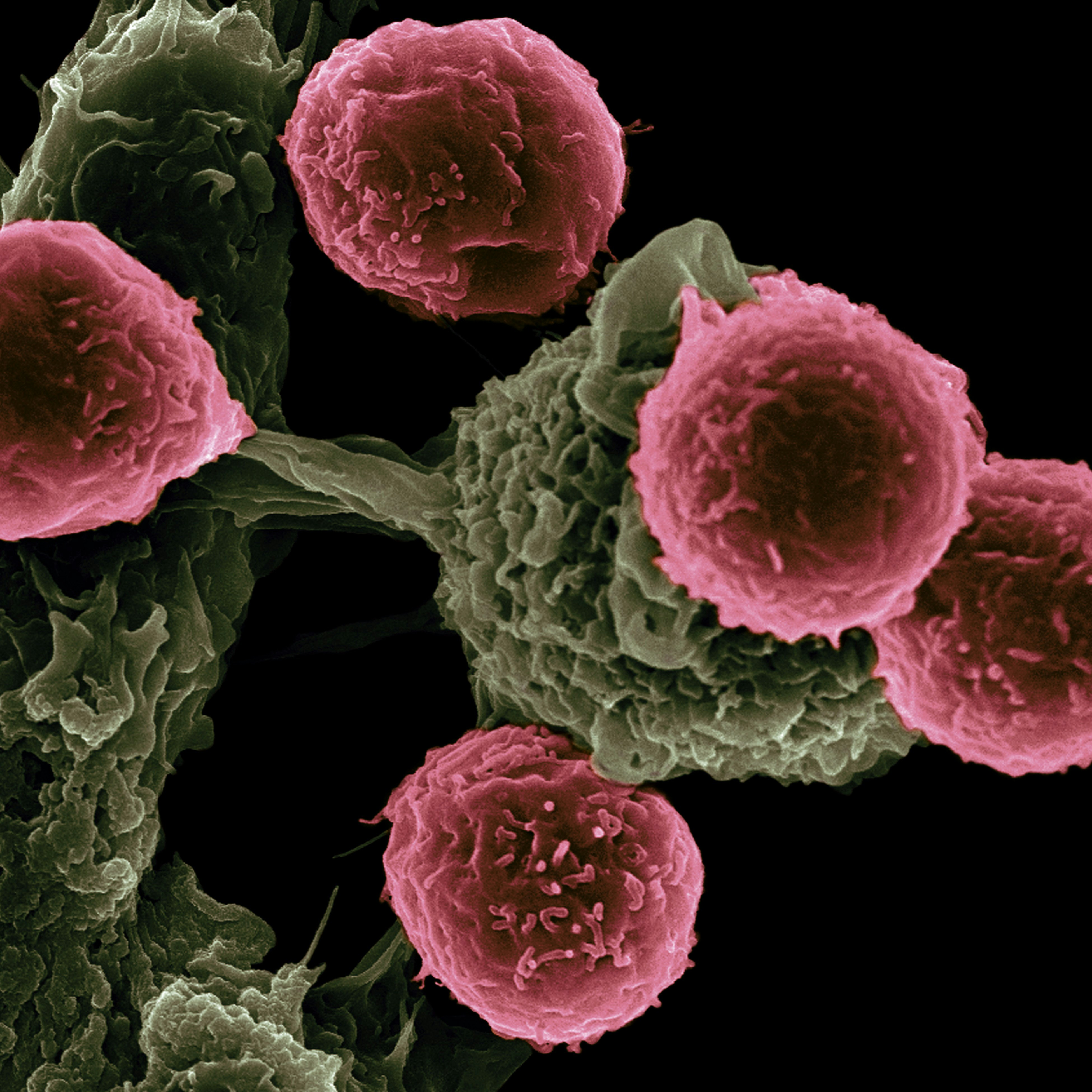 cellular close-up view