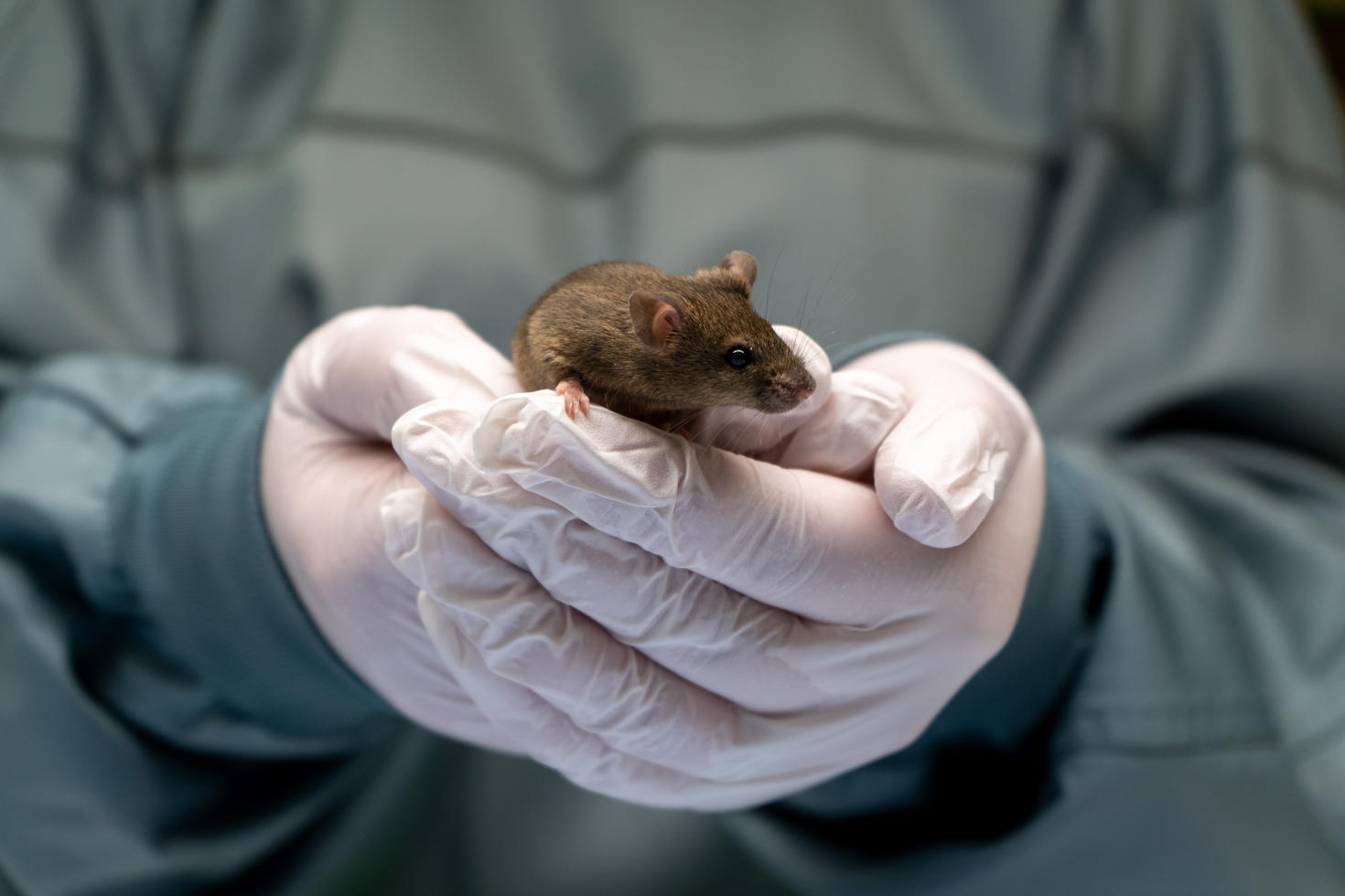 Animal care and use | Research and innovation