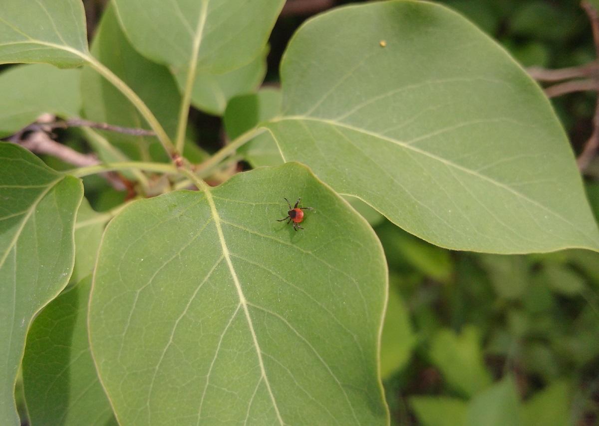 Tick on plant leaf