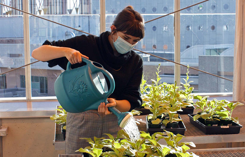 Josephine Payment waters plants in a greenhouse