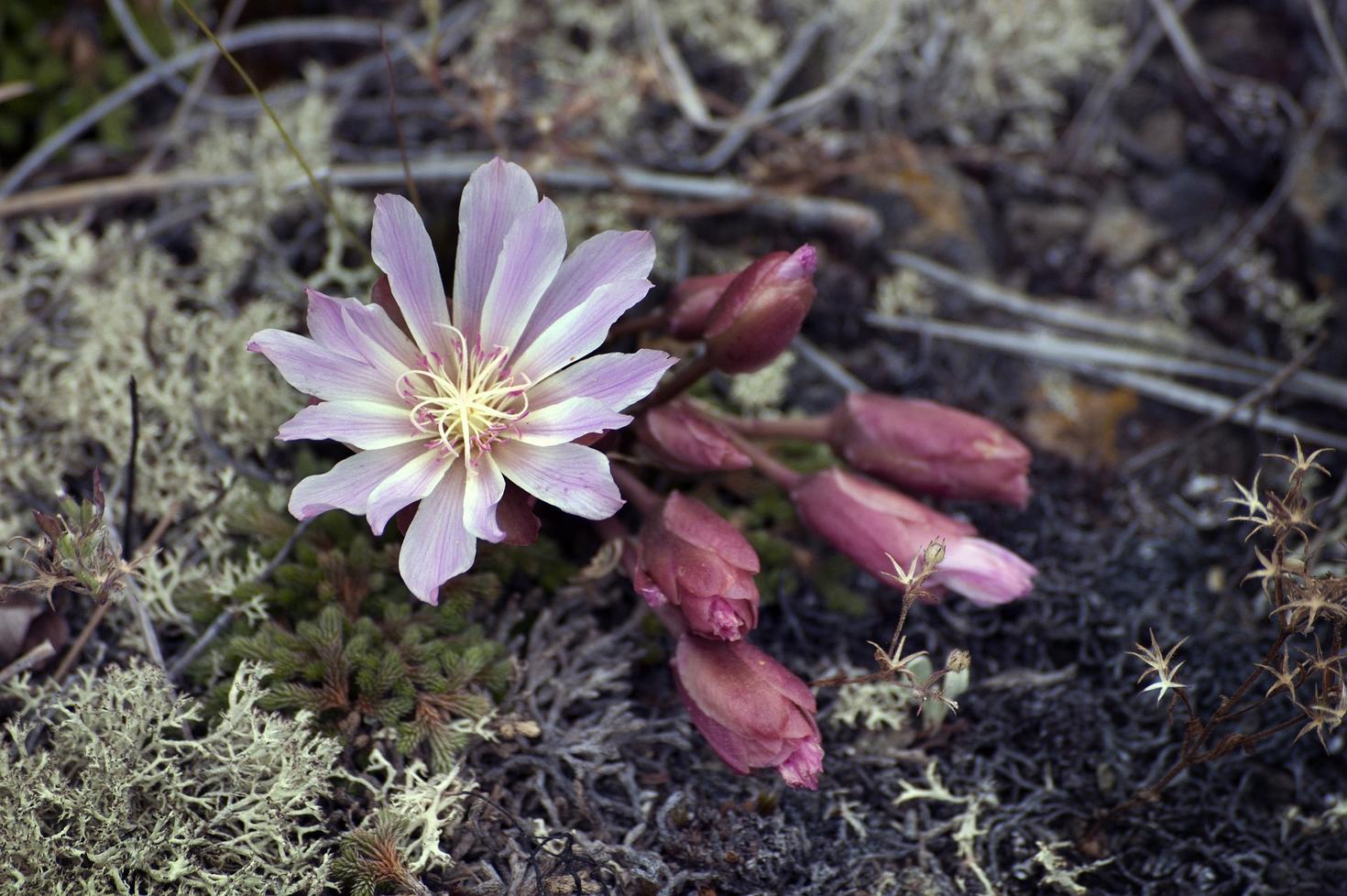 Flower close-up