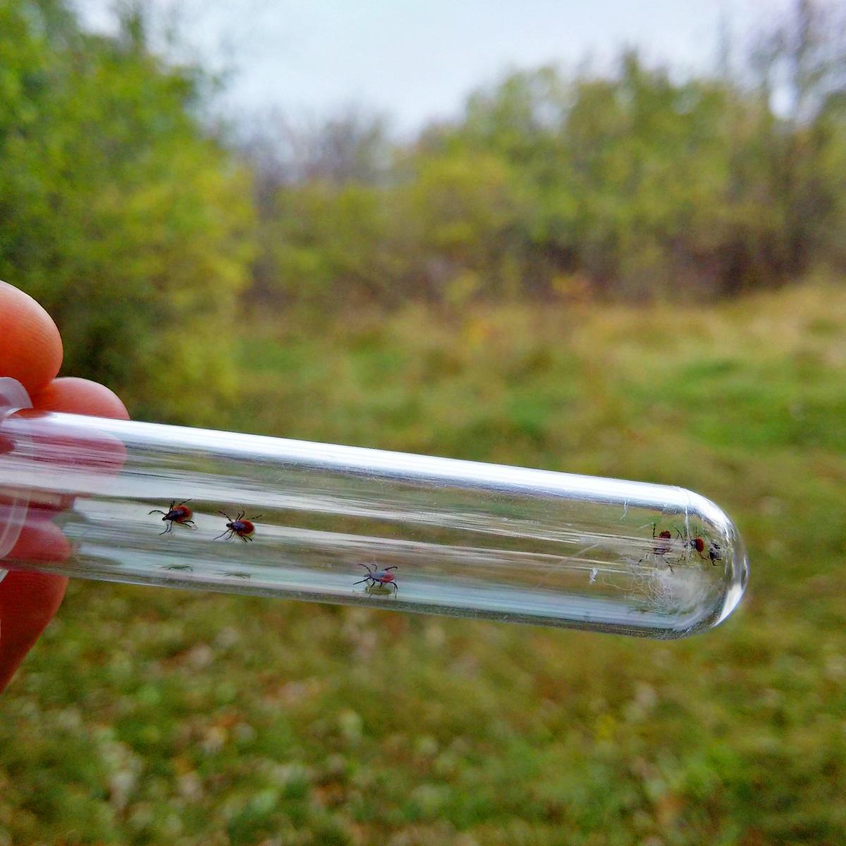 hand holding a test tube with ticks inside