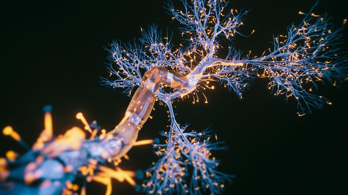 A close-up of a nerve cell