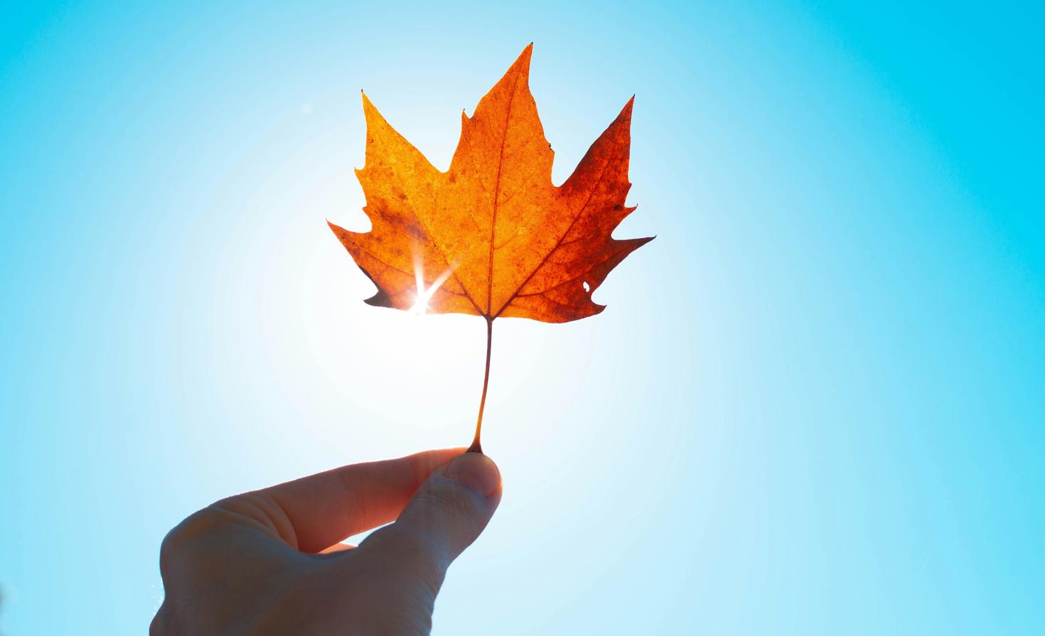 close-up view of a hand holding a maple leaf