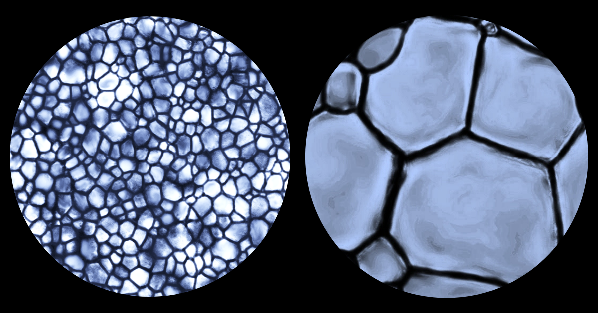 La croissance de cristaux de glace à l'échelle microscopique