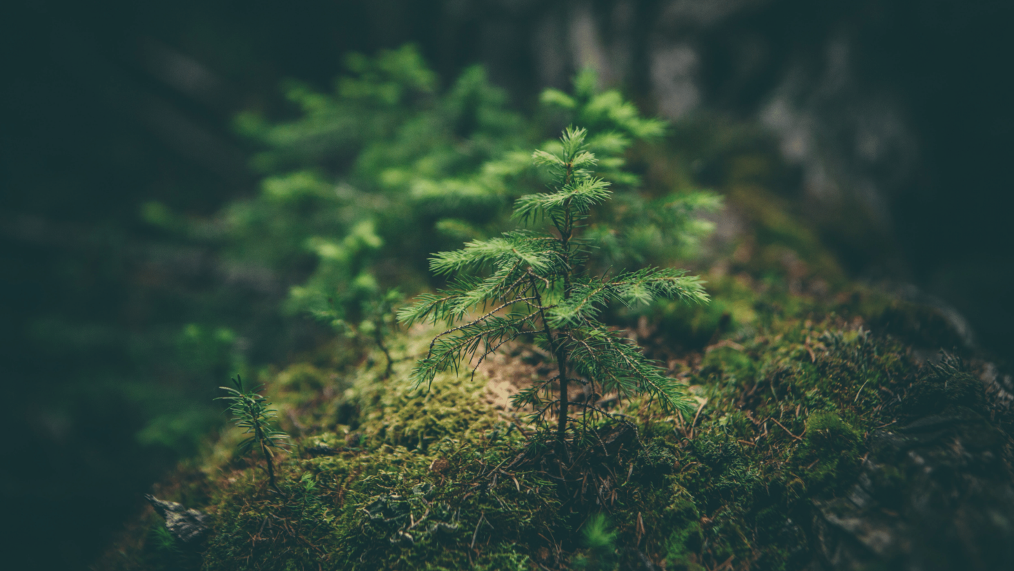 small evergreen growing in woods