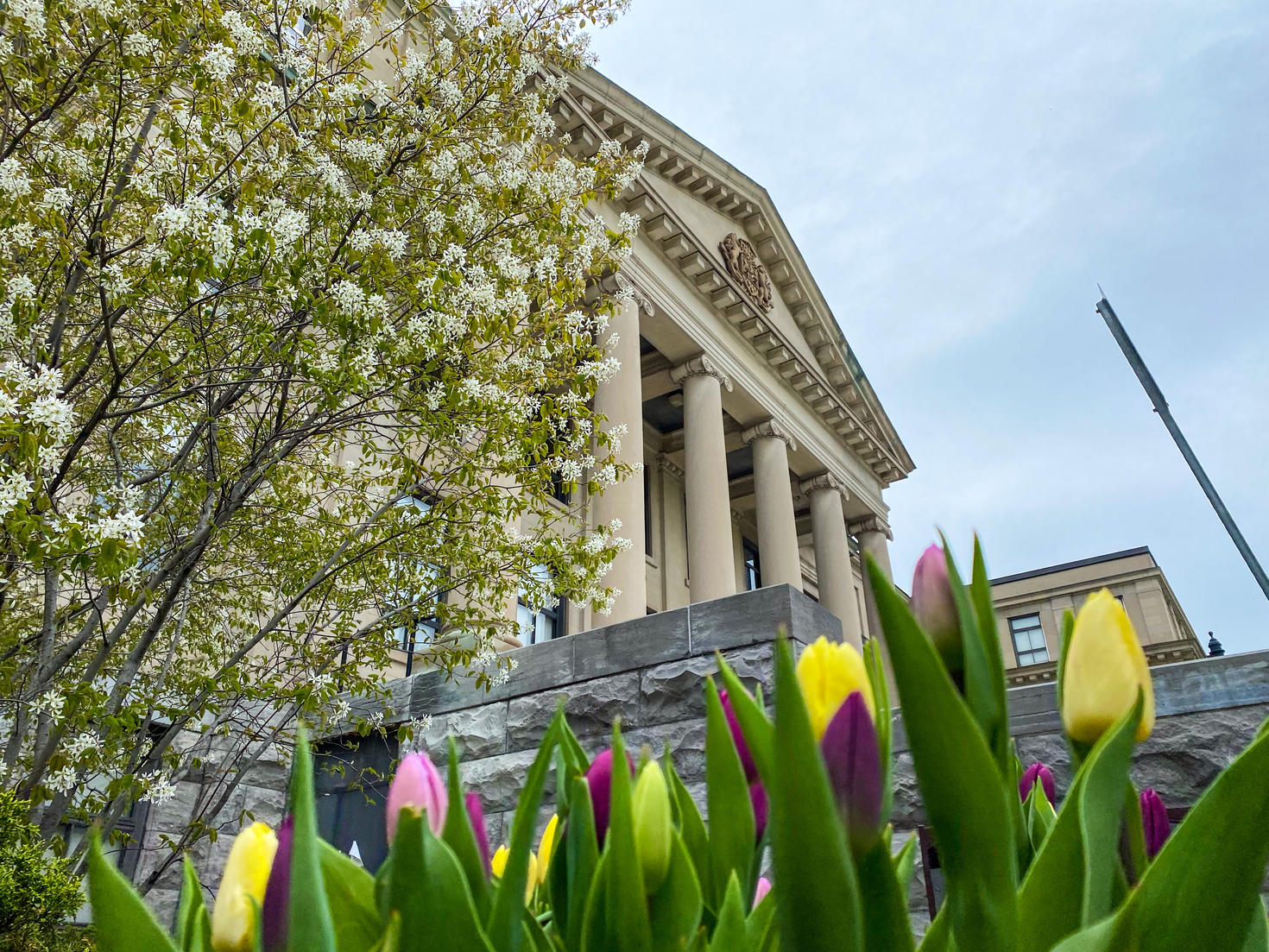 Tulips in front of Tabaret Hall.